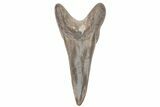 Fossil Ginsu Shark (Cretoxyrhina) Tooth - Kansas #219168-1